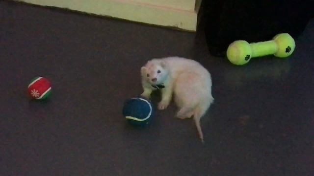 Puppy the Ferret is Blind Now: This is her game смотреть онлайн