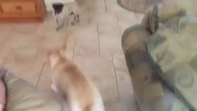 Puppy party 4 смотреть онлайн
