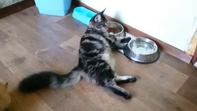 Мейкун . смотреть онлайн