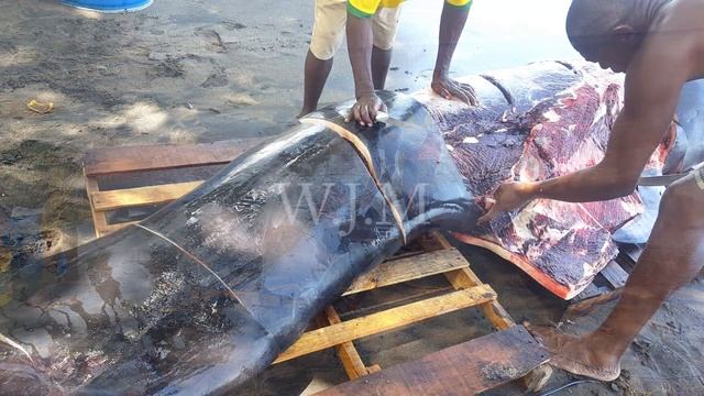WHALES IN ST. VINCENT AND THE GRENADINES смотреть онлайн