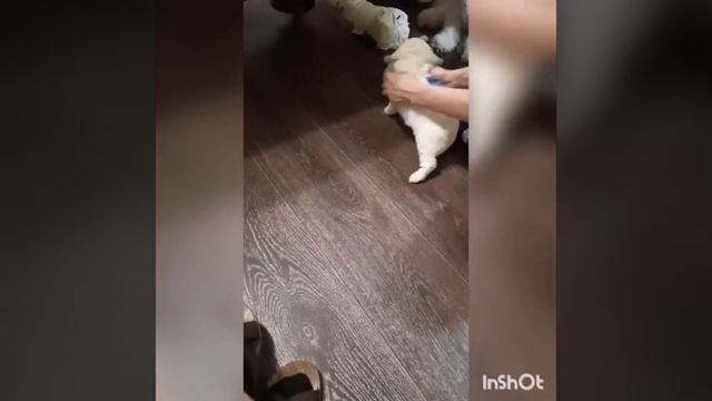 Сладких снов собачки. смотреть онлайн
