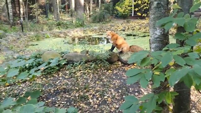 Алиса - Лиса / Прикольные Моменты с Алисой ч. 252 / Alice The Fox