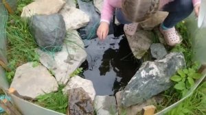 Красноухие черепахи на даче.