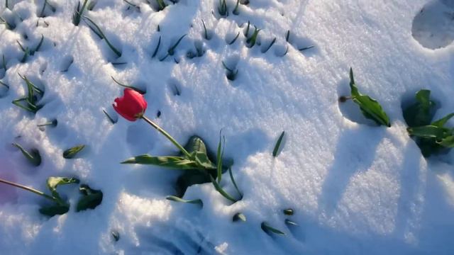 Красивая зима в конце весны 22/04/2017 смотреть онлайн