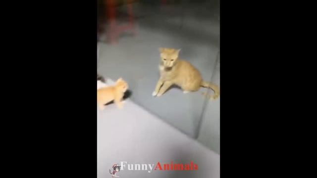 Funny action of cats compilation 2019 - Funny Cat compilation смотреть онлайн