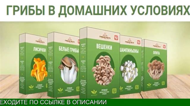 Домашняя Грибница Вешенки Купить смотреть онлайн
