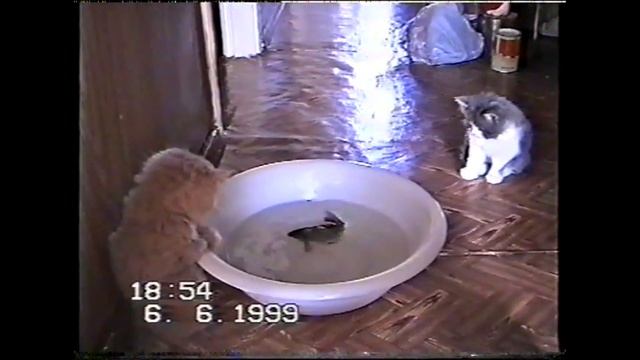 Котята и рыба - юные рыбаки - и хочется и страшно! Снято на VHS в 1999 г (cats & fish) смотреть онлайн