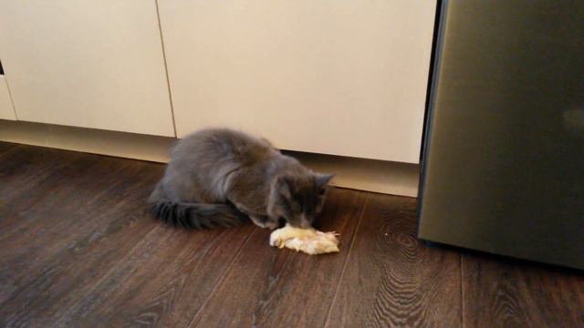 Котенок мейн кун пробует на зуб цыпленка смотреть онлайн