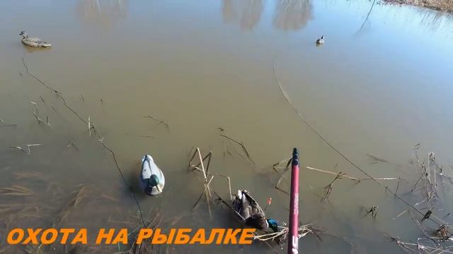 весенная охота на селезня с духовым манком и чучелами открытие смотреть онлайн