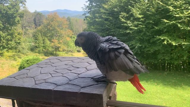 Попугай Жако 2 часть. Почему нельзя накрывать клетки и одевать поводки. 22- ух летний опыт. смотреть онлайн