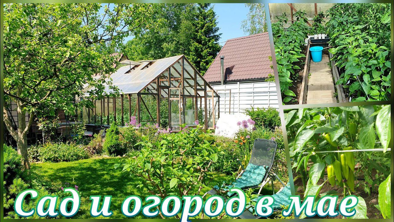 ИТОГИ МАЯ.Что не замерзло, то засохнет.Что делаем.ПОДКОРМКА перца, огурцов, баклажан.ТОМАТЫ. смотреть онлайн