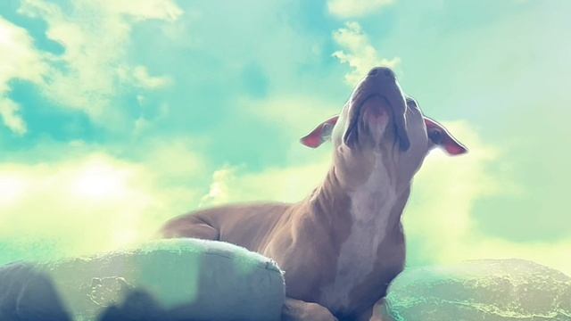VR питбуль—Лишна⭐️? смотреть онлайн