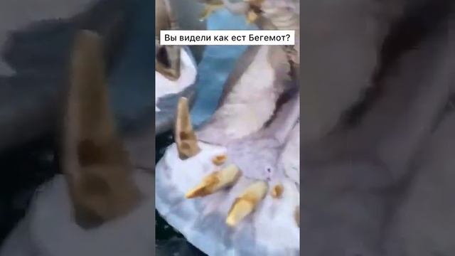 Как ест Бегемот смотреть онлайн