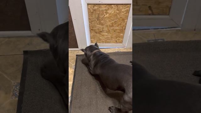 Поехали за Денисом 🥰#cane #tttt #canecorso #канекорсо #canecorsoitaliano #канекорсоитальяно смотреть онлайн