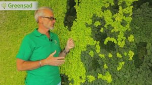 Создание живой стены из мха