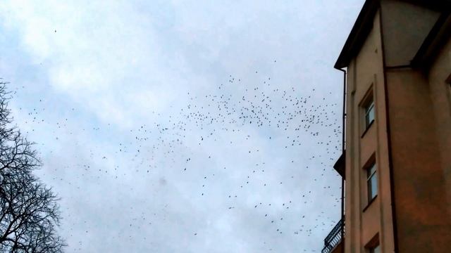 A flock of crows - Стая ворон смотреть онлайн