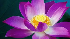 1. Фаридиддин Аттар "Книга наставлений Панднома" 1