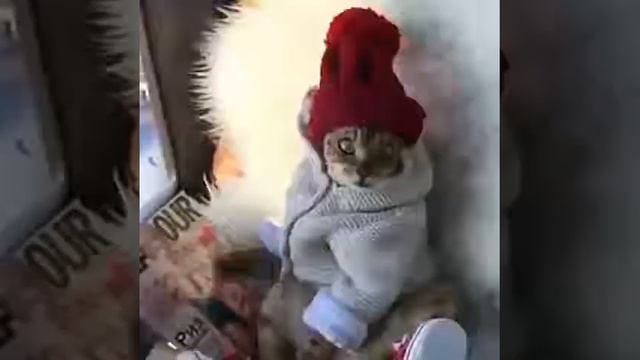 Коту повезло деловой 🕴 крутой 😎 даволен своим хозяинам как вы думайте пишите в коменнтах смотреть онлайн