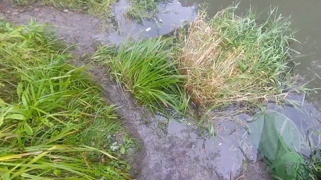 Осенняя рыбалка на ельца. Хороший улов.