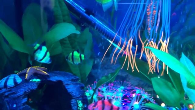 Аквариум с  флуоресцентными рыбками. GloFish тернеции