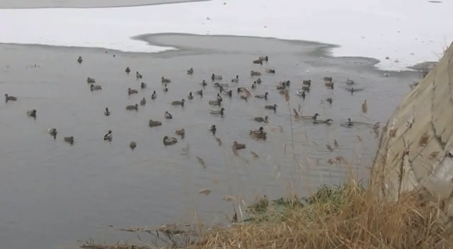 Chelyabinsk 2015 - Ducks in Miass river / Челябинск - Утки на реке Миасс - remars65 смотреть онлайн