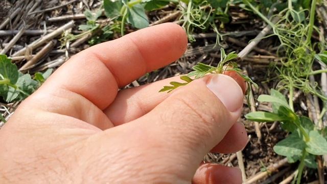 Быстрый осмотр гороха по ноутил смотреть онлайн