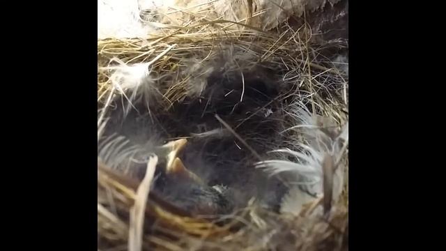 Горихвостка: кормление птенцов смотреть онлайн