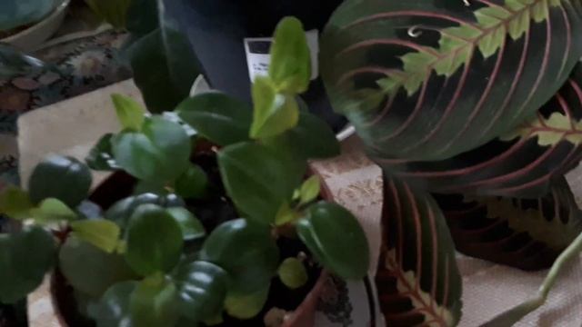 Ноябрь. Новинки-2. Maranta leuconeura 'Tricolor'. Peperomia glabella. смотреть онлайн