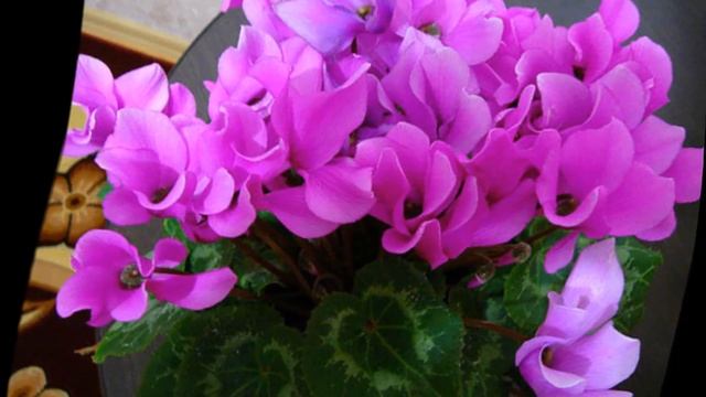 Как вырастить цикламен смотреть онлайн