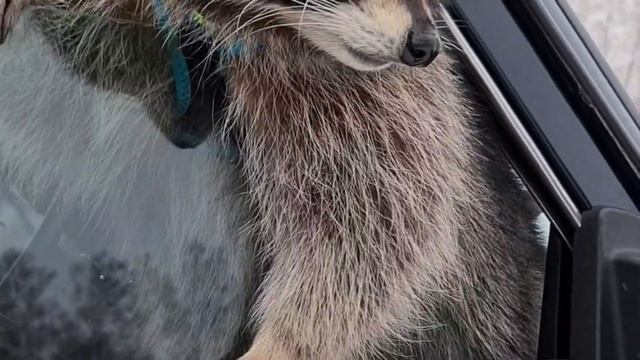 енот Витя, дай пять!