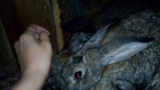 Где же кролики? смотреть онлайн