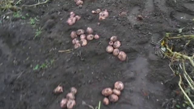 Картофель Белый лебедь,Каменский.Луговской,англоСуки,канал на Яндекс Дзен так же Фёдорович 56 смотреть онлайн