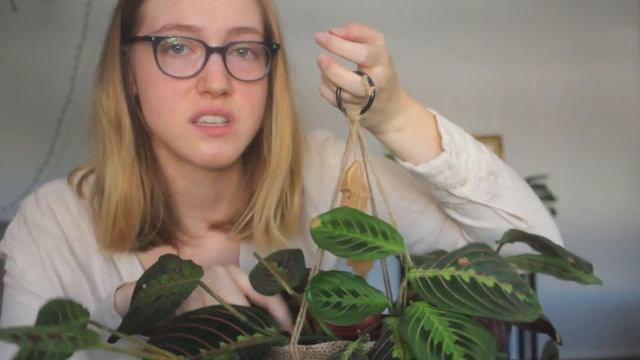 Prayer Plant | Red Maranta Care Tips!