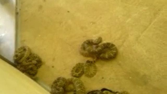 Rattle snake pit of death okeen ok смотреть онлайн