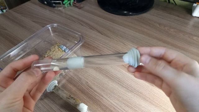 Все о виде муравьев: Messor structor (степной муравей жнец) смотреть онлайн