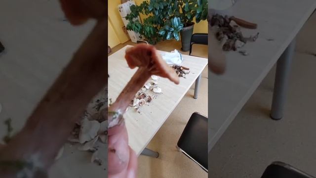 Неизвестные грибы смотреть онлайн