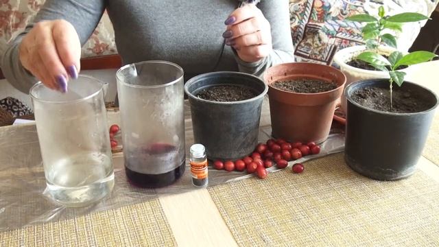 Особенности выращивания кофейного дерева в домашних условиях смотреть онлайн