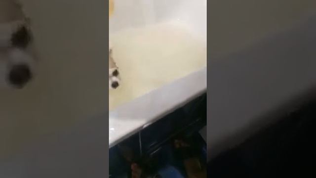 Как вымыть маленькую собачку, чихуахуа... смотреть онлайн