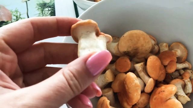 Недооценённый деликатес – ежовик жёлтый. смотреть онлайн