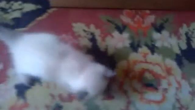 2014 Белый котенок смотреть онлайн