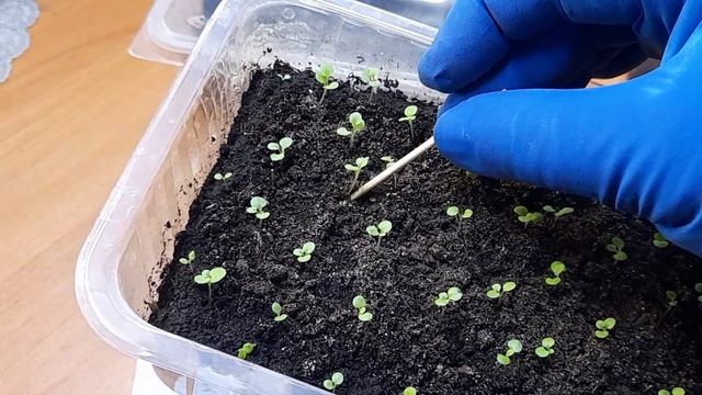 Глоксинии из семян. Посев и уход за сеянцами. смотреть онлайн