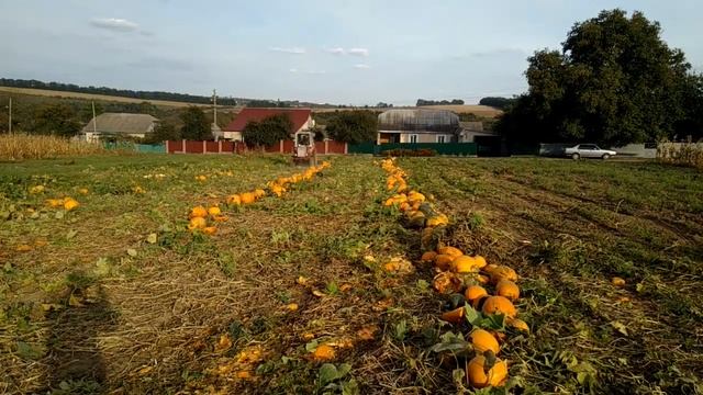 Валкування гарбузів 2019 смотреть онлайн