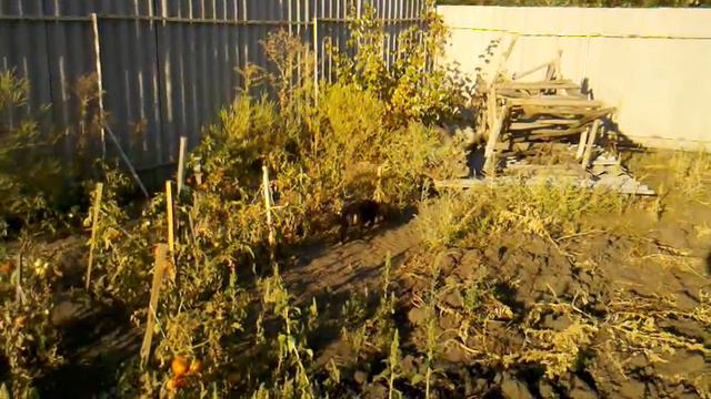 15.09.08 Такса Люська (Пэнонка) пасется на помидорах смотреть онлайн