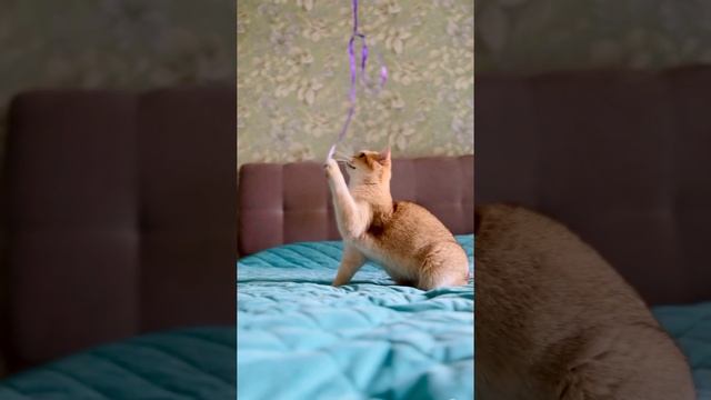 27-я выставка кошек РСА смотреть онлайн