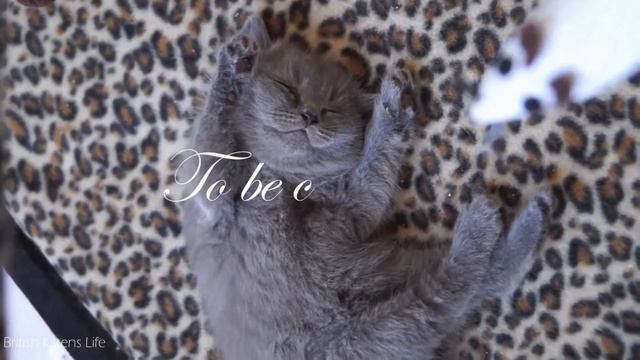 British Shorthair Blue PISHOO MARIO | Before and after смотреть онлайн