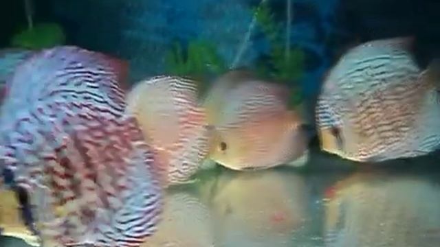 Дискусы туркис, леопарды, змеи MyDiscus смотреть онлайн
