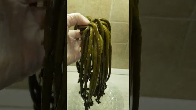 Папоротник орляк соленый смотреть онлайн