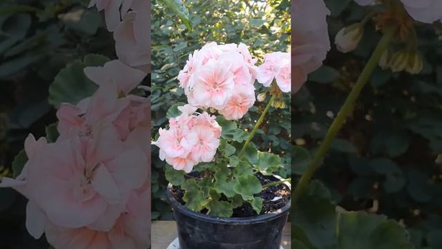 Pelargonium PAC* Salmon Komtess - пеларгония PAC* Salmon Komtess