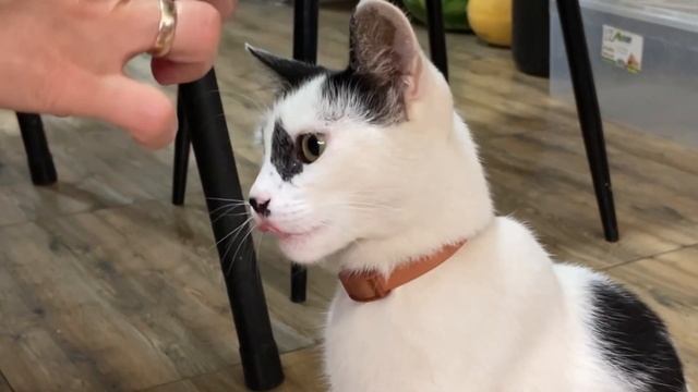 Кошка уплетает мидии смотреть онлайн