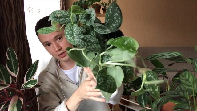 Распаковка Новых Растений » Новинки в Мою Коллекцию Комнатных Растений смотреть онлайн